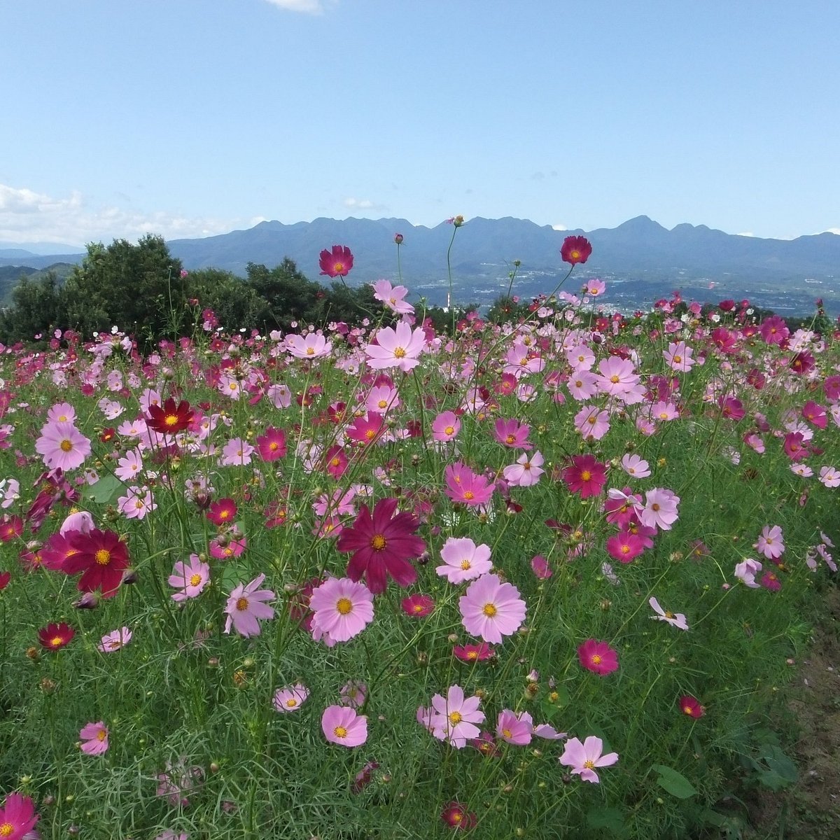🌸 하나다카 전망 꽃의 언덕 (하나다카텐보하나노오카) 이미지 5